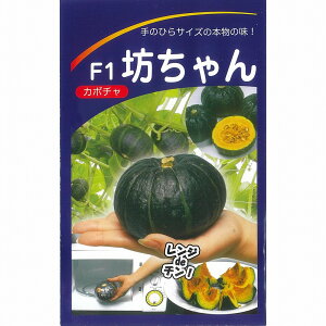 �y�J�{�`���z�V�����k���B���������݂��ǁl/���܁i8���j