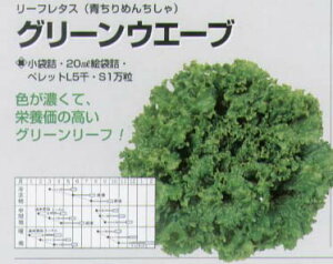 �y���^�X�z���[�t���^�X�@�O���[���E�F�[�u�k�^�L�C�琬�l/���܁i1.8ml�j