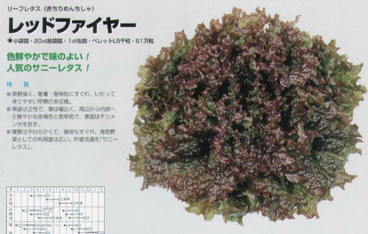 114円 新作からSALEアイテム等お得な商品満載 レタス リーフレタス レッドファルダー ペレット130粒 タキイ種苗 114円 新作からSALEアイテム等お得な商品満載 レタス リーフレタス レッドファルダー ペレット130粒 タキイ種苗