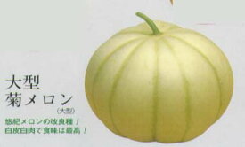 楽天市場 固定種 メロンの通販 楽天市場 固定種 メロンの通販
