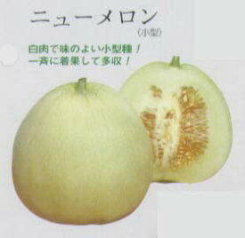 楽天市場 マクワの通販