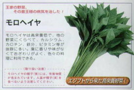 【その他の菜類】モロヘイヤ〔固定種〕/小袋（1.5ml）
