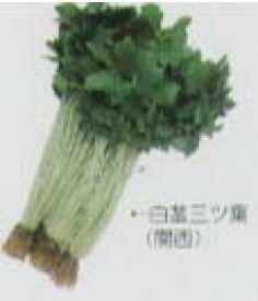 楽天市場 三つ葉 固定種の通販