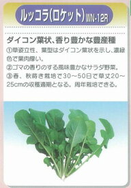 【その他の菜類】ルッコラ（ロケット） ニコル（WN-12R） 〔渡辺農事〕/コート200粒