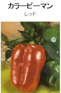 yẺʍ؁zJ[s[} bh/܁i20j