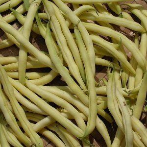 �y���E�̒�������؁z�����񂰂�@�n�b�s�[�C�G���[/����