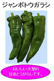 【世界の果菜】ジャンボとうがらし/小袋