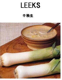 楽天市場 ポロネギ 種の通販