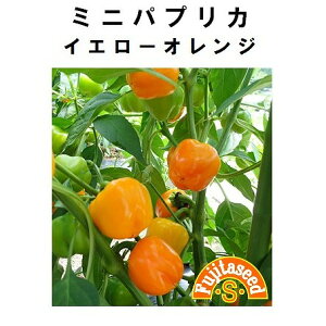 yẺʍ؁z~jpvJCG[IWiF~jpvJCG[j[P-13]/܁i15j