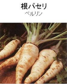 【世界の葉菜】根パセリ ヴァイス /小袋（0.3ml）