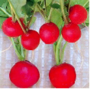 �y���E�̍��؁z�Ԋۓ�\���卪 �s���r�b�N/���܁i5ml�j