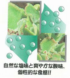 楽天市場 アイスプラント 種の通販
