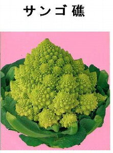 yE̒؁zTSʁi}lXRj/܁i0.3mlj