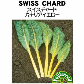 【世界の葉菜】スイスチャード　カナリアイエロー/小袋（5ml）