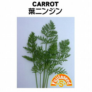 yE̍؁ztjWitɂ񂶂@[tLbgj[R-15]r/