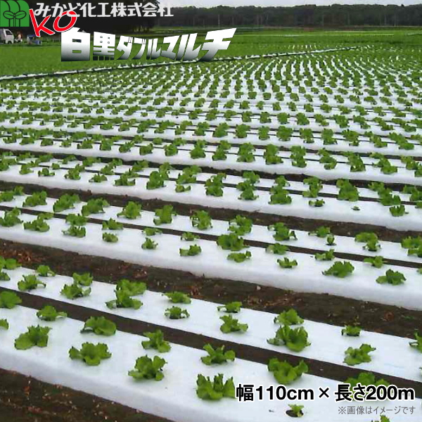 変革のパワーを授ける・願望成就 農業用マルチシート 白黒マルチ（全面有孔） 幅150cm×長さ200m
