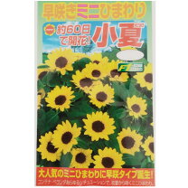 楽天市場】小向陽花の通販 