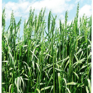 1kg`22.5kg qqyGoNzqbg}iӐjyJlRczp / Δp