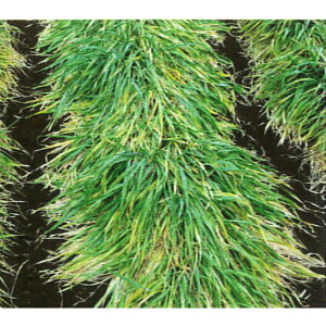 1kg`10kg yrO}`pz}`MChiIIMjyPVPizyJlRczΔp q