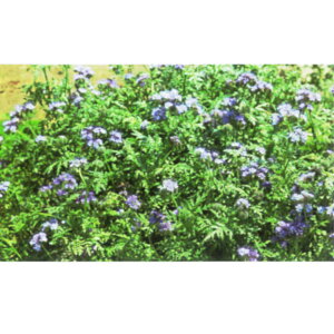 1kg`10kgqyn[\Ez ߂ yJlRcz Δ / iό`