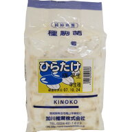 【きのこ種駒菌】加川 ひらたけ菌 KM-早生（100駒・250駒・500駒）＜早生種＞ 種菌