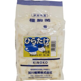 【きのこ種駒菌】加川 ひらたけ菌 KM-早生（100駒・250駒・500駒）＜早生種＞ 種菌