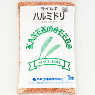 ＜1kg / 20kg＞ 牧草種子【ライムギ】ハルミドリ（極早生）【カネコ種苗】緑肥　牧草 種子