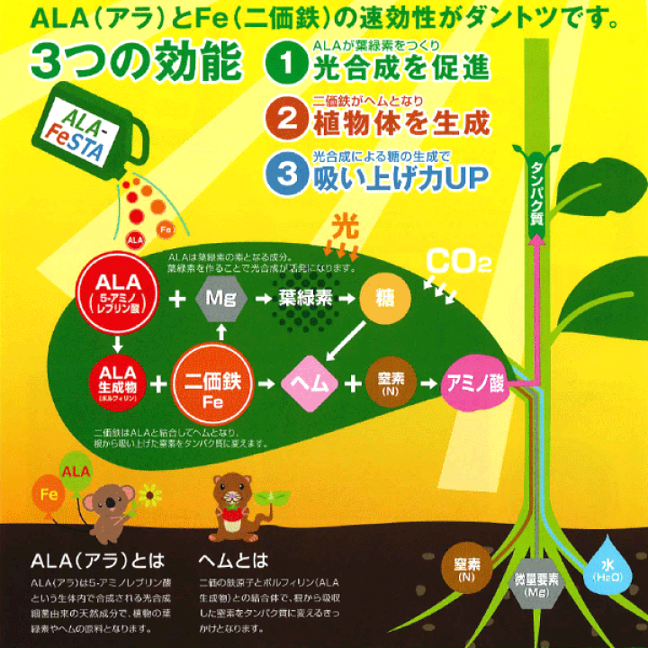 楽天市場】サカタ 高機能液肥 ALA-FeSTA アラフェスタ 1kg 葉面散布