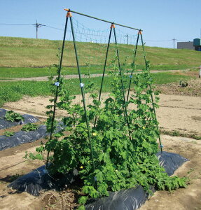 DAIM@|p@IxZbg@TS-2.1@1.8m@pCv16mm@lbgApbJ[t