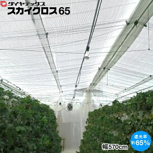 _CebNX@nEXpۉEՔMJ[e@XJCNX65@Ռ65@570cm@͐ʂŎw(1mP)