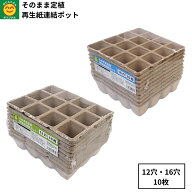 そのまま定植　再生紙連結ポット　12穴/16穴　10枚入