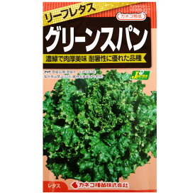 野菜 種【レタス】グリーンスパン【カネコ種苗】【PVP商品】【ネコポス発送可（10個まで／メール便）】種子