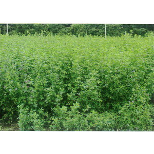 500g`5kg q qy At@t@ znJo yJlRczyPVPiz p