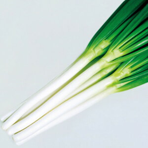 y˂zQi20mlEybg6痱E2dljyJlRcz؂̎ lM̎