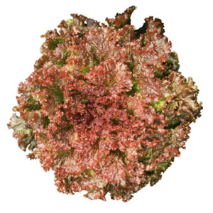 y[t^XzTj[[Yiybg5痱ljPVPiyJlRcz q ^X̎