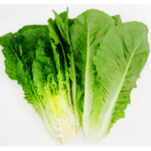 ��y�����C�����^�X�z�A���g�i�y���b�g1,000���l�E�y���b�g5�痱�l�j�y�J�l�R��c�z��� ��q ���^�X�̎�