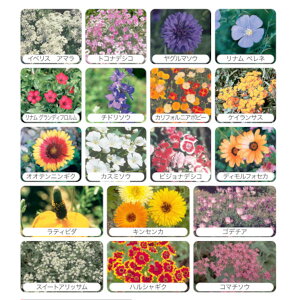 ��200g���y���C���h�t�����[�z�A�\�[�g�~�b�N�X�t�����[�y�J�l�R��c�z�Δ� / �i�ό`��