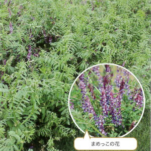 1kg`20kgqywA[xb`z܂߂yJlRcz Δp @iό`앨@q