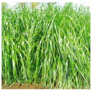 1kg`25kg qqyC^ACOXzWCAg iӐjyJlRczp