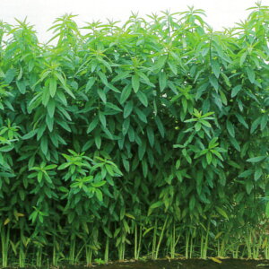 1kg`10kgqyN^AziWZAjyJlRcz Δ앨