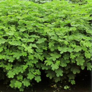 1kg`10kgqyGrXOTzyJlRcz Δ앨