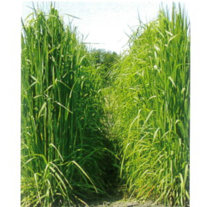 1kg`22.5kg qqy`V[zȂiӐj yJlRczyPVPizp