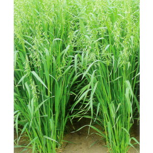 1kg`20kg qqyGoNzA[[LOiɑjyJlRczp