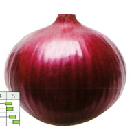 野菜種子【たまねぎ】早生 レッドグラマー 【カネコ種苗】20ml・1dl・ペレット5千粒