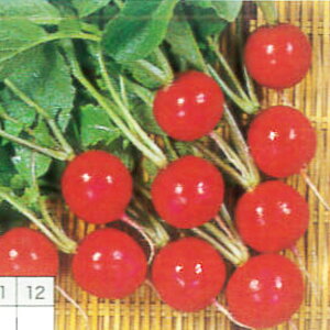 y20_CRzCUx i20mllE2dlljyJlRcz q@卪 ̎