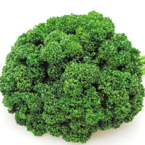 ��y�p�Z���z�O�����h�i20ml�E2dl�j�y�J�l�R��c�z��؁@�p�Z�� �̎�