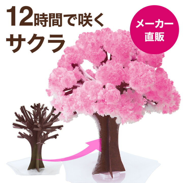 楽天市場 メール便 マジック桜 Magic桜 12時間で咲く感動のサクラ マジック クリスマスツリーシリーズ おうち花見 室内屋内花見 インドア花見 エア花見 お花見グッズ 入学祝 卒業祝 合格祝 母の日 おもちゃ おとぎの国 おとぎの国