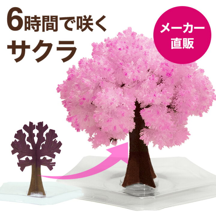 楽天市場 メール便 マジック桜ミニ Magic桜ミニ 6時間で咲くサクラ マジックさくら マジック クリスマスツリーシリーズ お花見グッズ お土産や結婚式のプチギフト おもちゃ 母の日 入学祝 卒業祝 合格祈願などに おとぎの国 おとぎの国