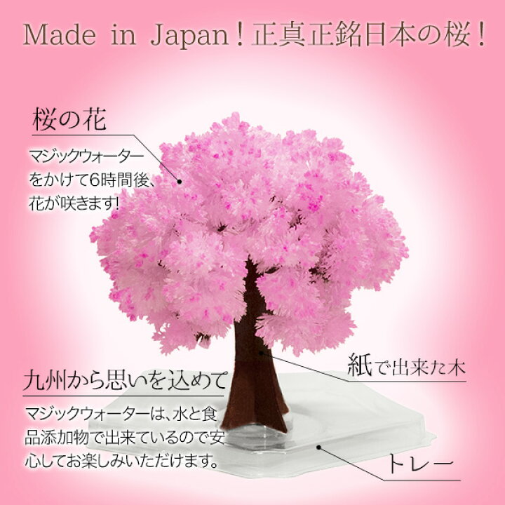 楽天市場】【メール便】マジック桜ミニ Magic桜ミニ 6時間で咲くサクラ 