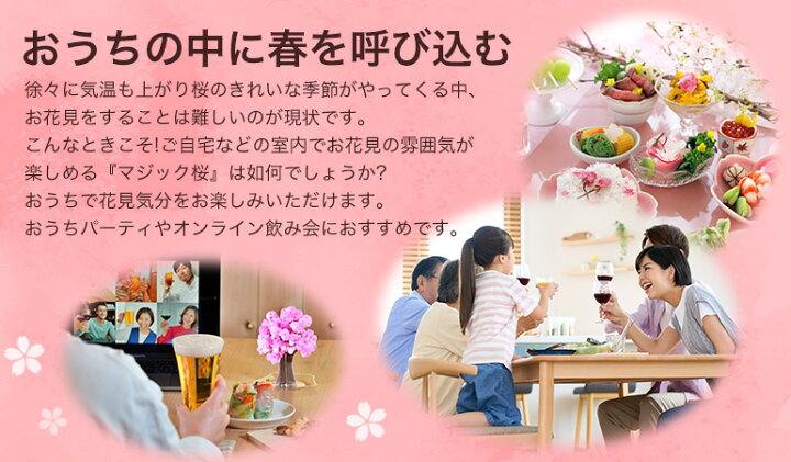 楽天市場 メール便 マジック桜 Magic桜 12時間で咲く感動のサクラ マジック クリスマスツリーシリーズ おうち花見 室内屋内花見 インドア花見 エア花見 お花見グッズ 入学祝 卒業祝 合格祝 母の日 おもちゃ おとぎの国 おとぎの国